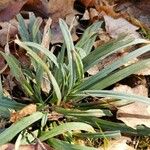 Carex flaccosperma Elinympäristö