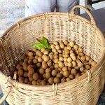 Dimocarpus longan Frucht