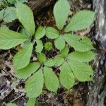 Panax quinquefolius Blad