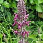 Stachys sylvaticaFlower