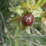 Ophrys sphegodes Lorea