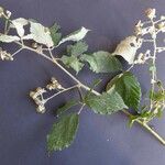 Rubus winteri Anders