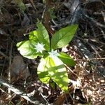Trientalis borealis 花