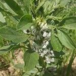 Vicia fabaCvet