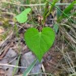 Ipomoea lacunosa Liść