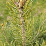 Pinus edulis Folha