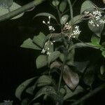 Sparattanthelium wonotoboense Bleunienn