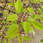 Prunus serotina Yaprak