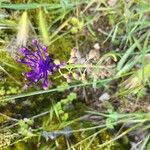 Muscari matritense Virág