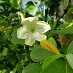 Brunfelsia americana Blüte