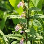 Teucrium scordium Fula