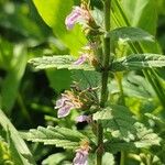 Teucrium scordium Blomma