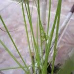 Cyperus fuscus 葉