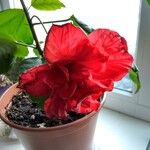 Hibiscus rosa-sinensisFloare