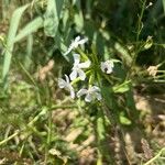 Saponaria officinalisBlomst