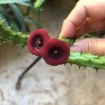 Huernia schneideriana Lorea