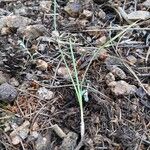 Allium ascalonicum Leaf