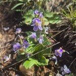 Craterostigma plantagineum Flower