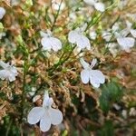 Lobelia erinus Žiedas