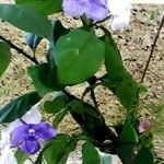 Brunfelsia australis Kukka