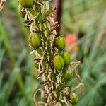 Kniphofia linearifolia Fruit