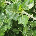 Solanum arundo Yaprak