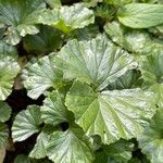 Gunnera magellanica Blatt