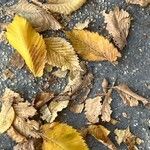 Ulmus laevis ഇല