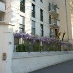 Wisteria sinensis Costuma