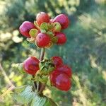 Hypericum androsaemum Frukto