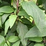 Salvia confertiflora Leaf