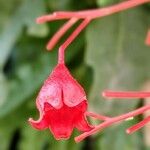 Brachychiton acerifolius Flower