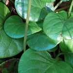 Pyrola rotundifolia Yaprak