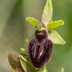 Ophrys exaltata Інше