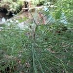 Equisetum sylvaticumBlatt