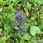 Ajuga reptans 葉