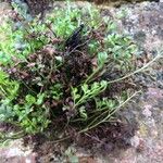 Asplenium ruta-muraria List