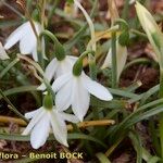 Acis fabrei Habit