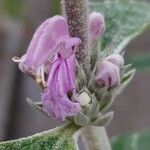 Phlomis purpurea 花