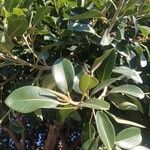 Ficus rubiginosa Folio