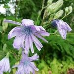 Lactuca macrophylla Fleur