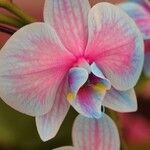 Phalaenopsis amabilis Flor