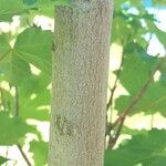 Acer glabrum Bark