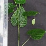 Vitis tiliifolia Ďalší