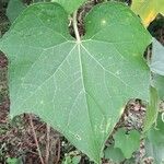 Sechium edule Φύλλο