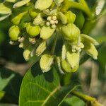 Stephanotis abyssinica Λουλούδι