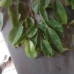 Distemonanthus benthamianus Folha