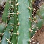 Echinocereus pentalophus পাতা