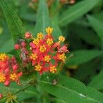 Asclepias curassavicaFlower