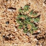 Euphorbia polygonifolia Hoja